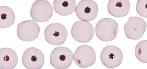 Perle drvo, polirana, 10mm o sv roza, 115 kom
