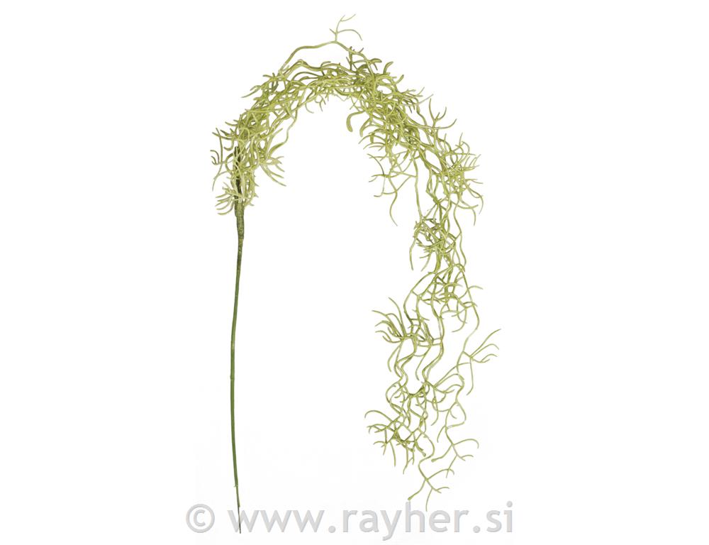 Vitica morske trave, 75cm
