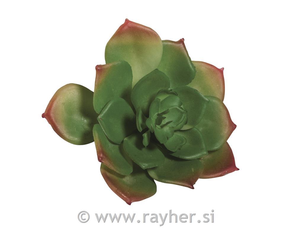 Ukrasno zelenilo "Echeveria" zeleno, 8,5x3,5cm