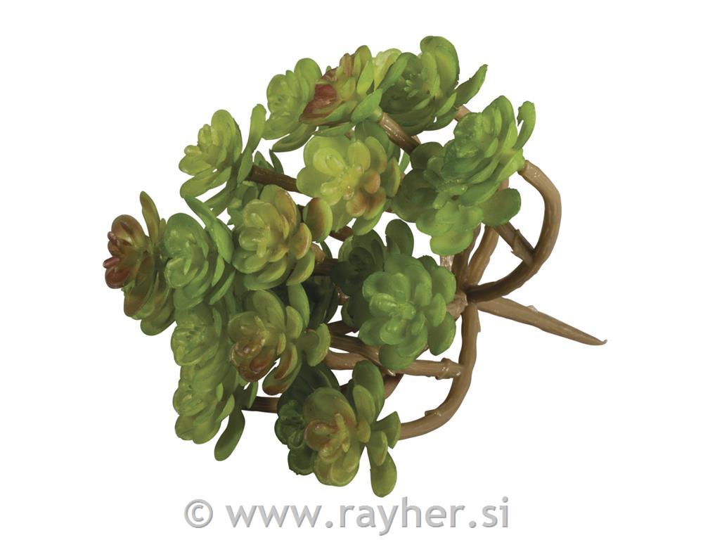 Ukrasno zelenilo "Sedum", 9,5x8cm