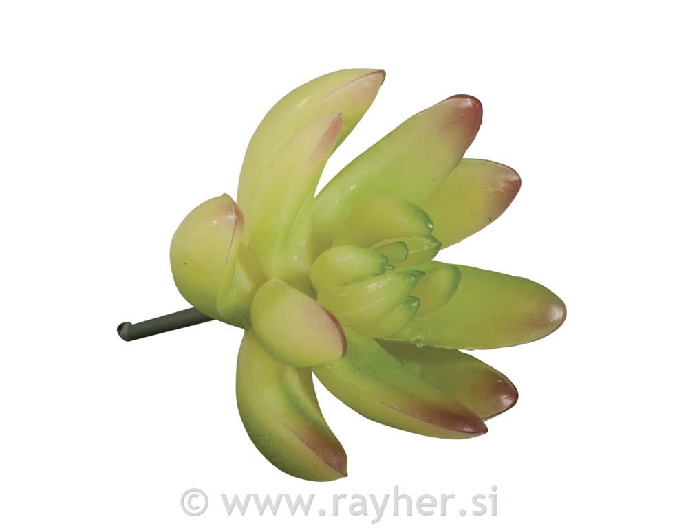 Ukrasno zelenilo "Echeveria" sv.zeleno,5,5x3,5cm
