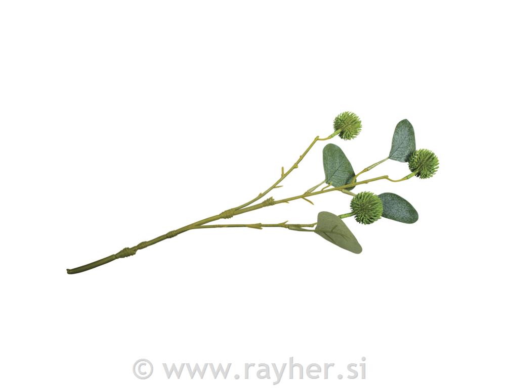 Eucalyptus twig with fruits40cm