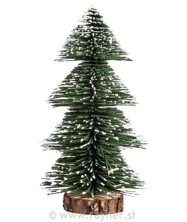 Smreka, snježna, 20 cm