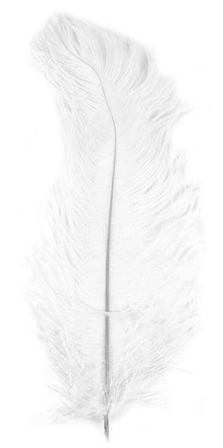 Perje od noja, bijelo, 30 cm, 1 kom