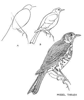 Knjiga Drawing Birds