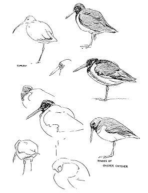 Knjiga Drawing Birds