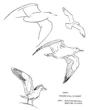 Knjiga Drawing Birds