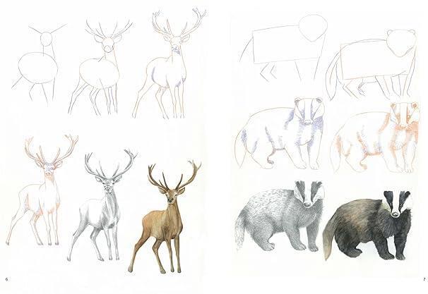 Knjiga How to Draw: Woodland Animals