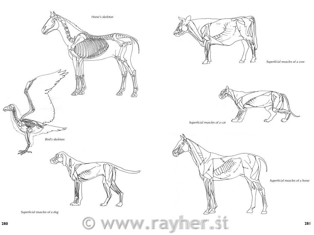 Knjiga Drawing A complete guide Nature