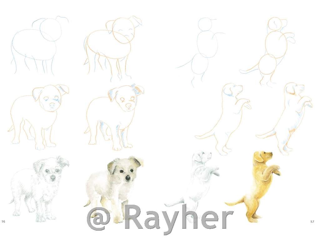 Knjiga How to Draw: Puppies