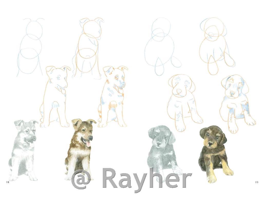 Knjiga How to Draw: Puppies