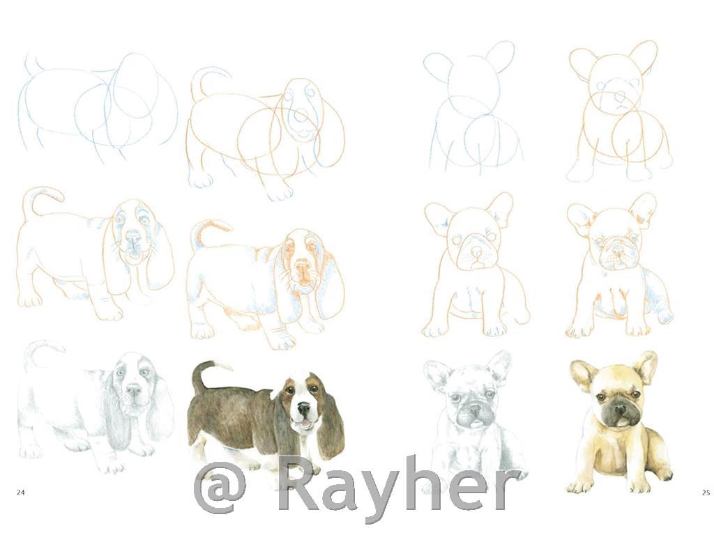 Knjiga How to Draw: Puppies