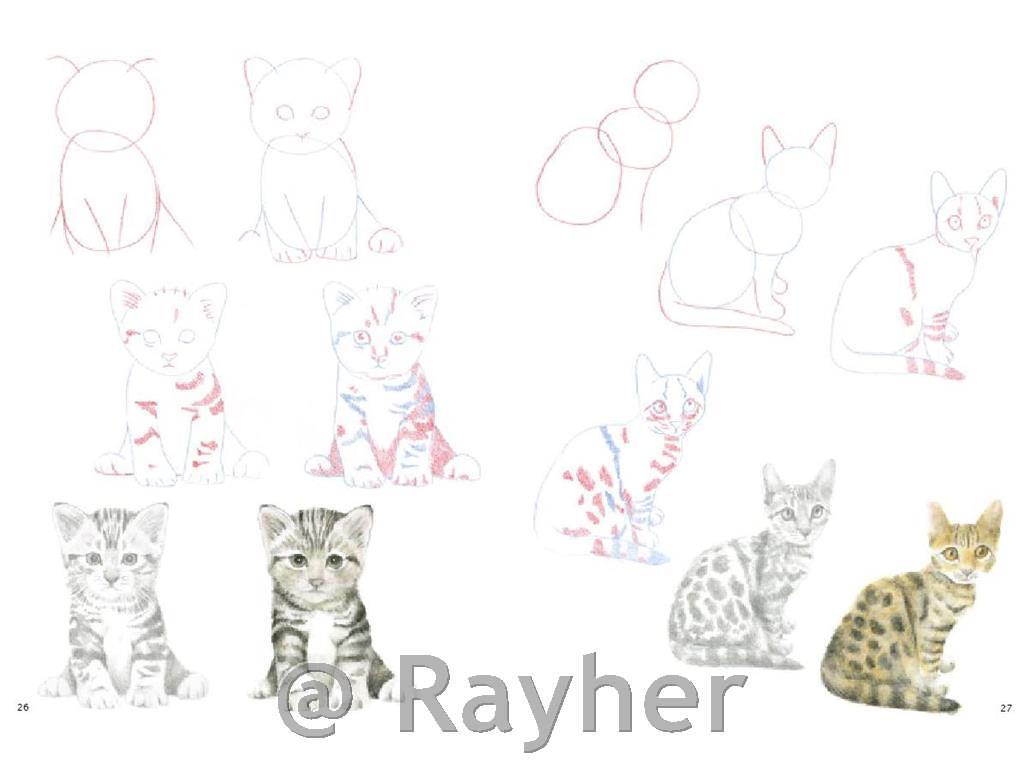 Knjiga How to Draw: Kittens