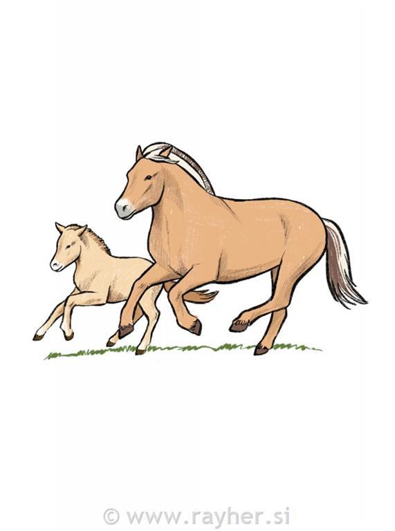 Knjiga Horses and Ponies