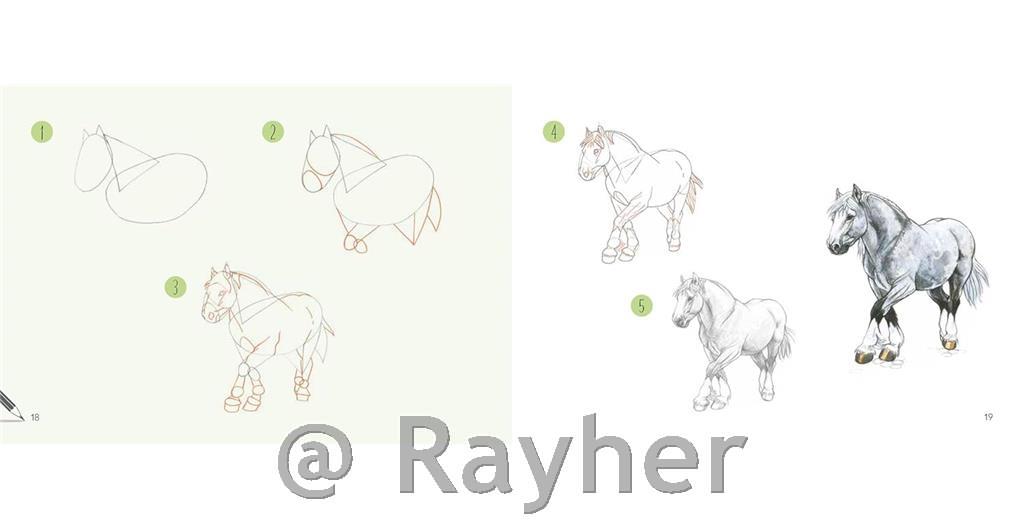 Knjiga Draw 30: Animals