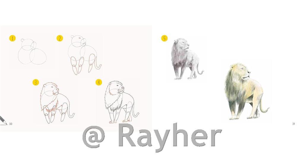 Knjiga Draw 30: Animals