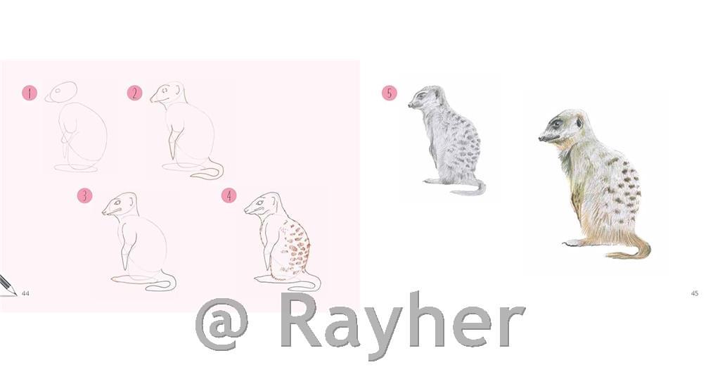 Knjiga Draw 30: Animals