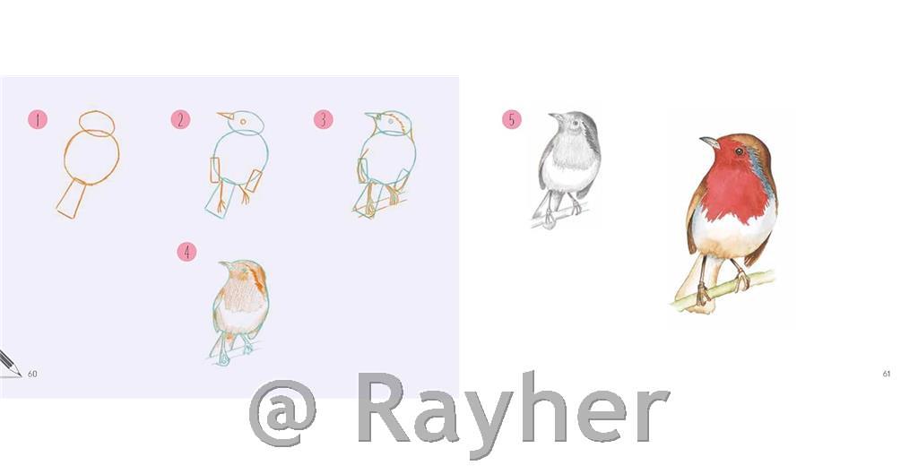 Knjiga Draw 30: Animals