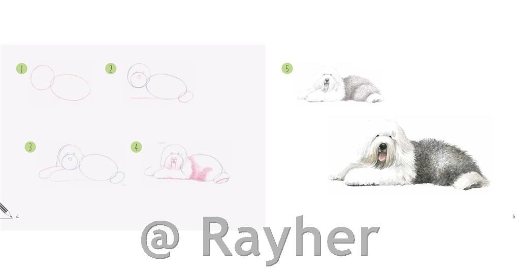 Knjiga Draw 30: Dogs