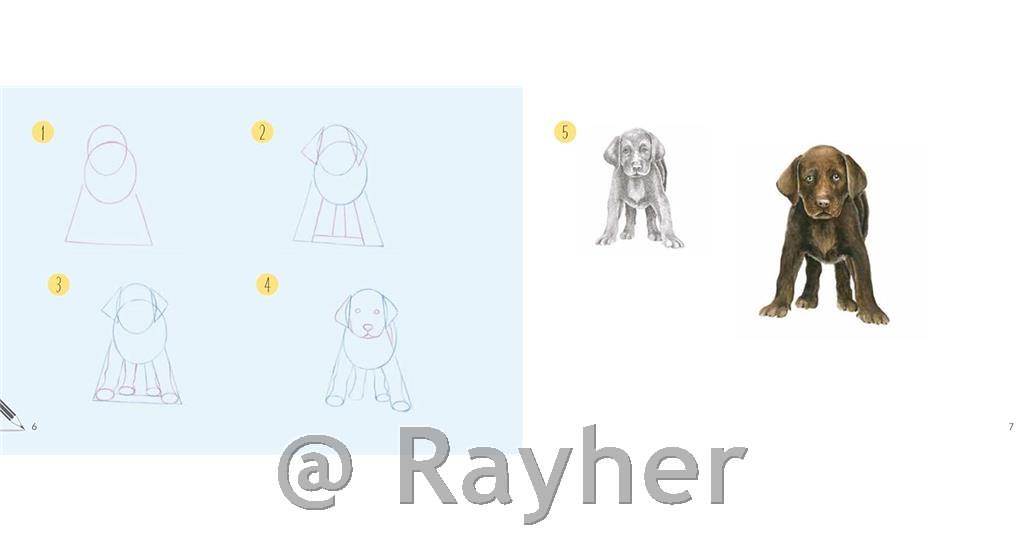 Knjiga Draw 30: Dogs