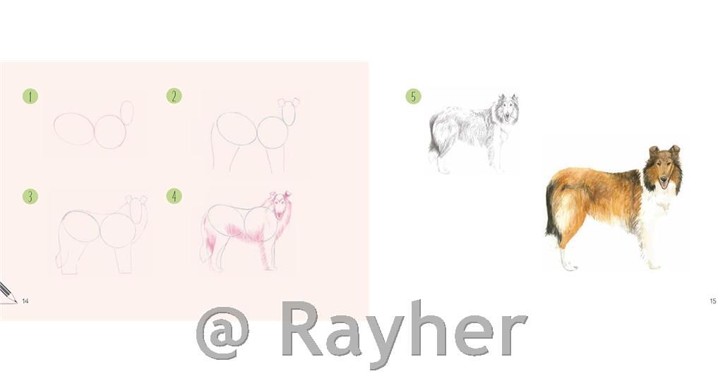 Knjiga Draw 30: Dogs