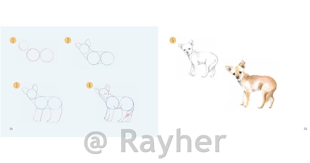 Knjiga Draw 30: Dogs