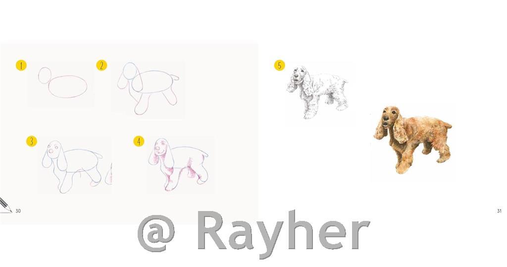 Knjiga Draw 30: Dogs