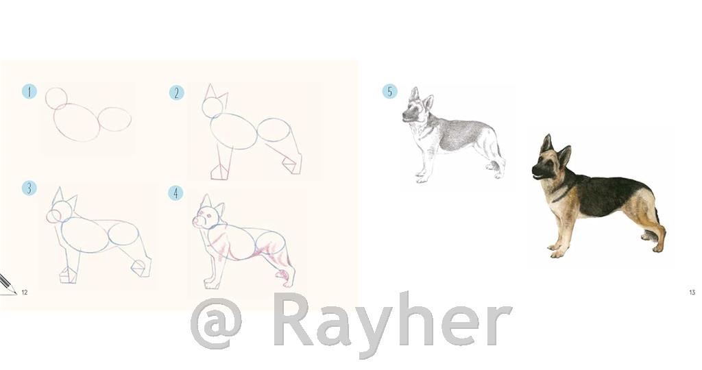 Knjiga Draw 30: Dogs