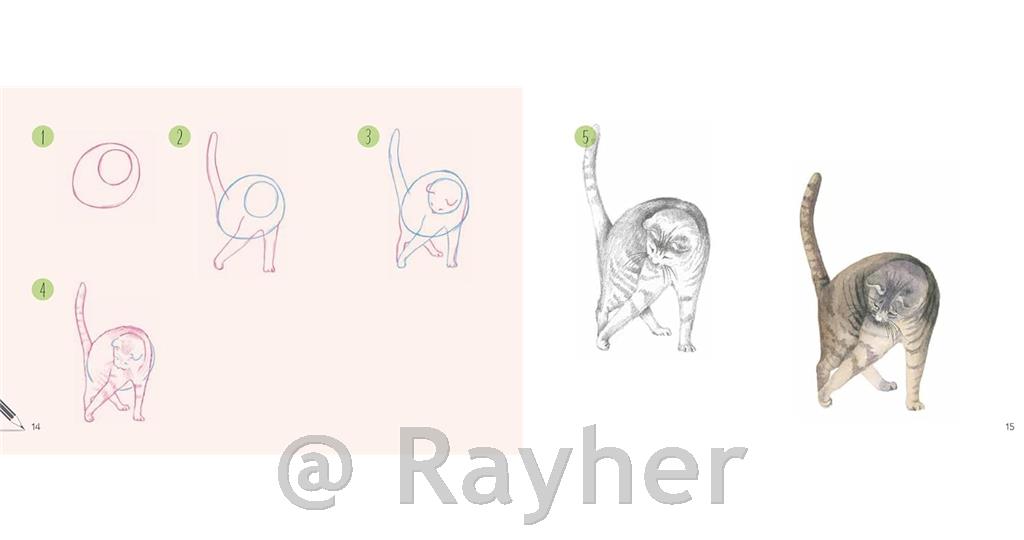 Knjiga Draw 30: Cats