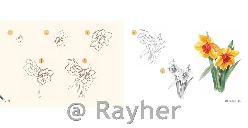 Knjiga Draw 30: Flowers