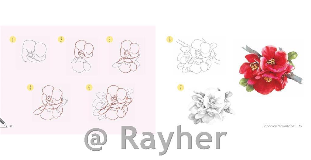 Knjiga Draw 30: Flowers