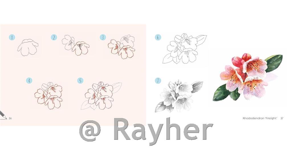 Knjiga Draw 30: Flowers