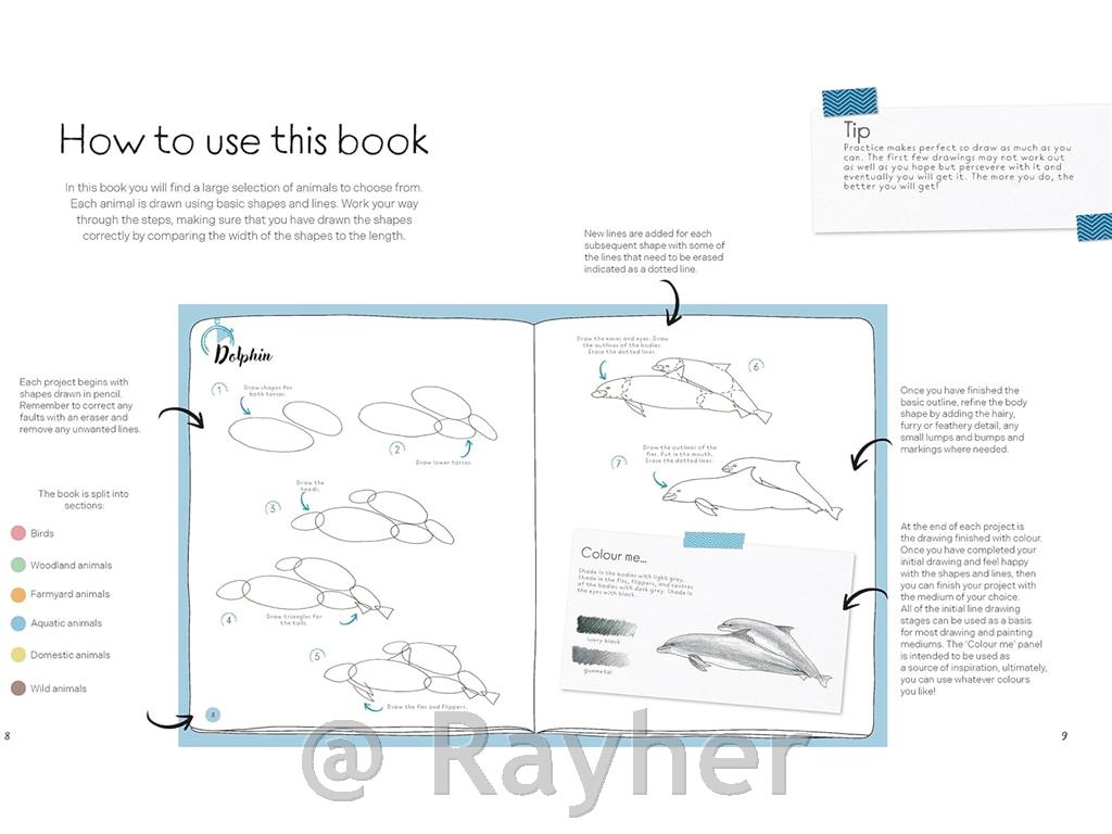 Knjiga Draw in 10 Minutes: Animals