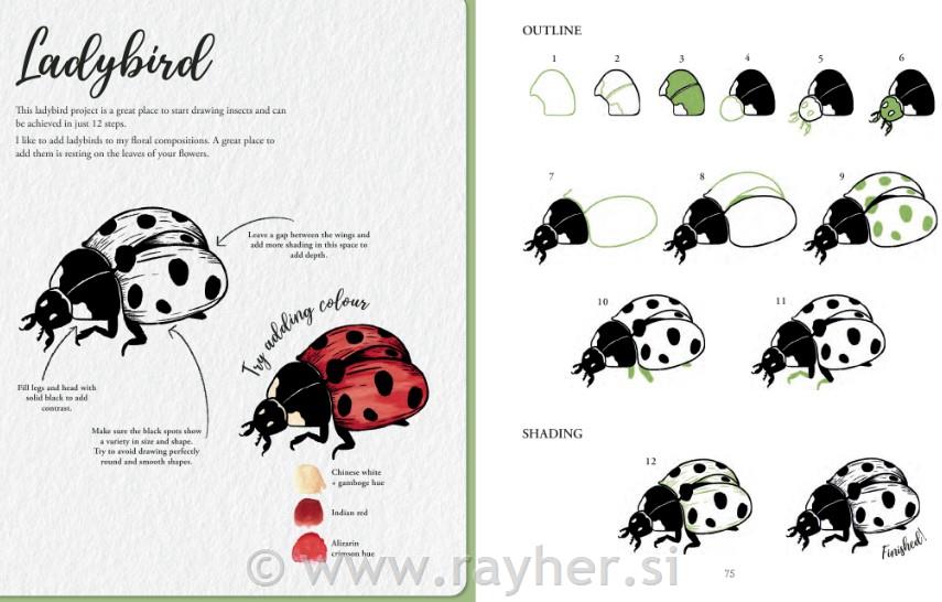 Knjiga Book of Drawing Flora and Fauna