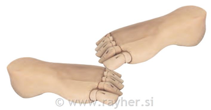 Model noga, ženska 21 cm, desna
