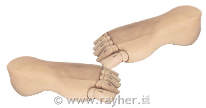 Model noga, ženska 21 cm, lijeva