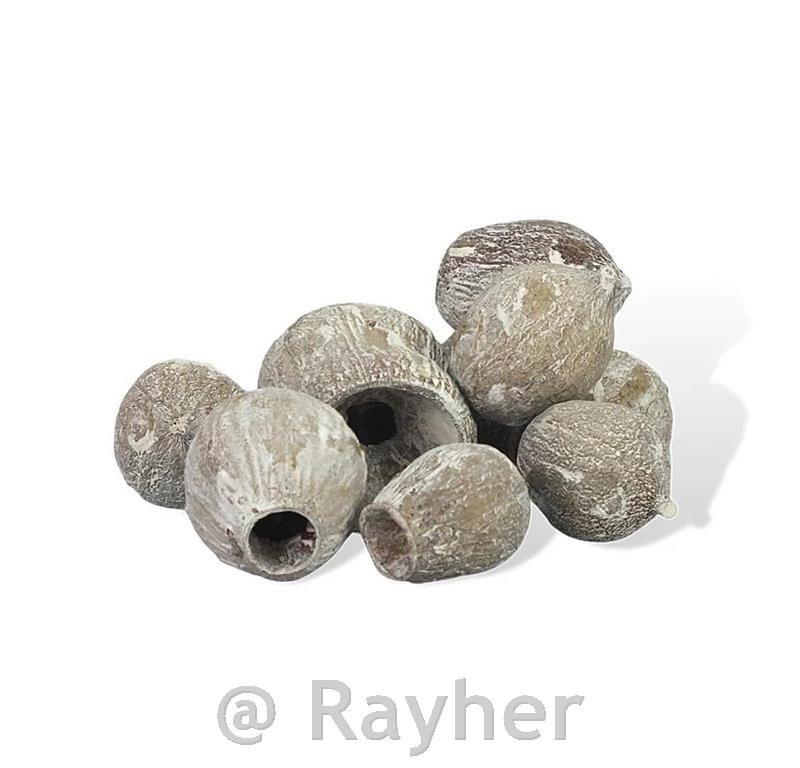 Eucalyptus pods, 1–5 cm