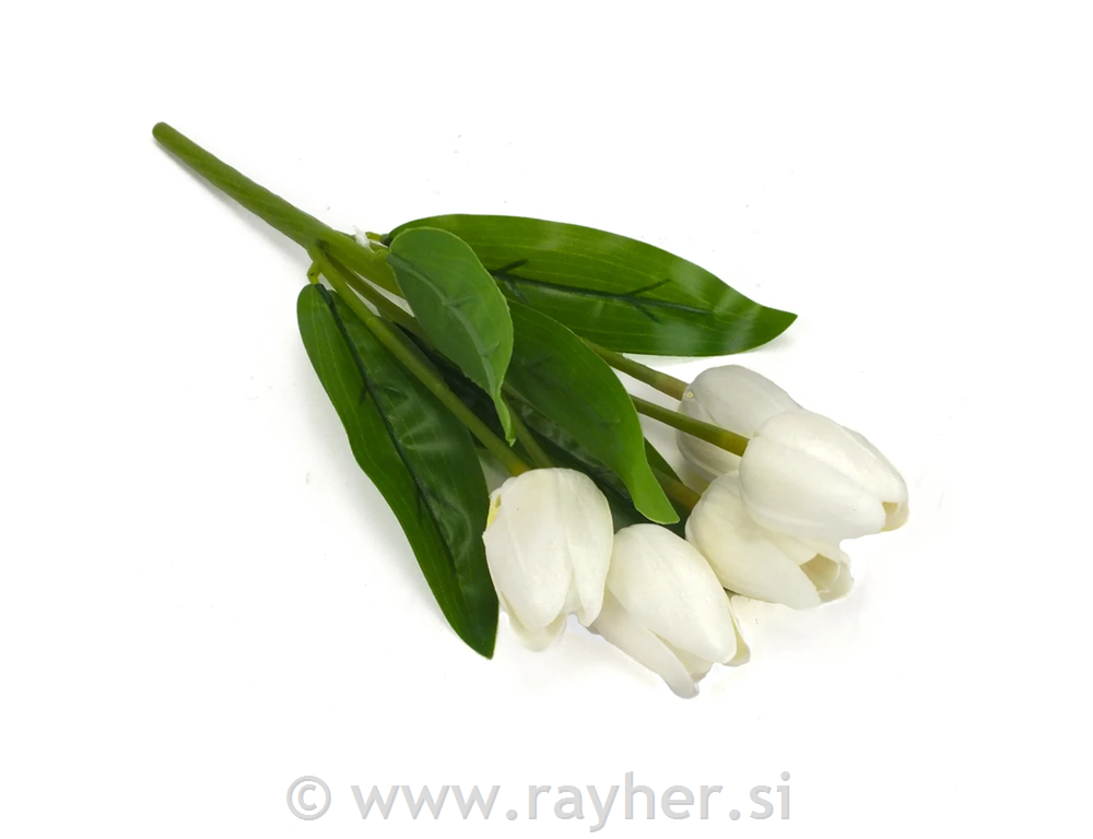 Buket tulipana, 5 cvjetova, 30cm, bijeli