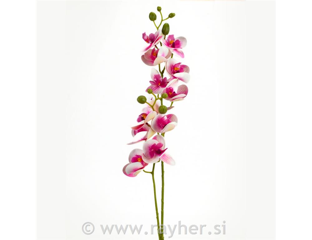 Orhideja, 60cm, ciklamno bela