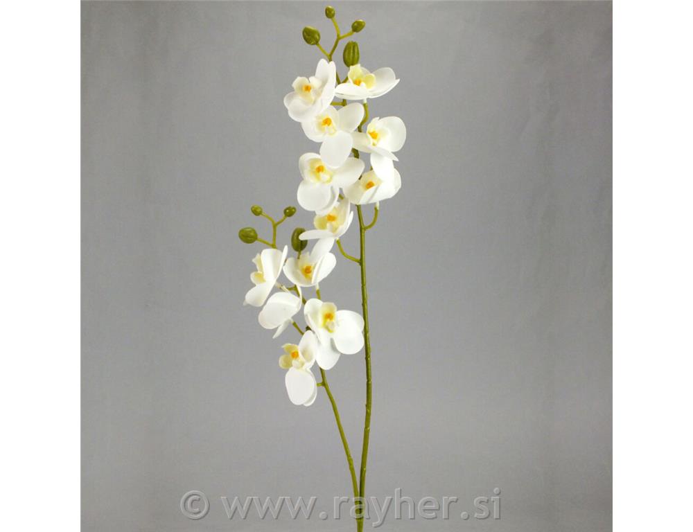 Orhideja, 60cm, bijela