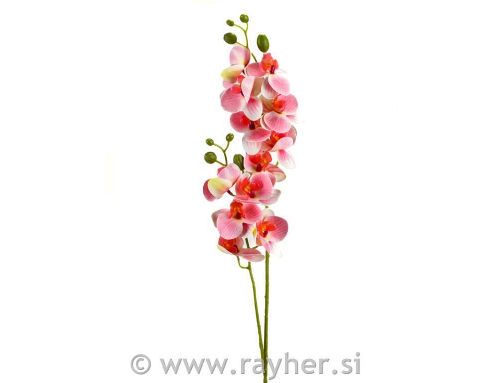 Orhideja, 60cm, roza bijela