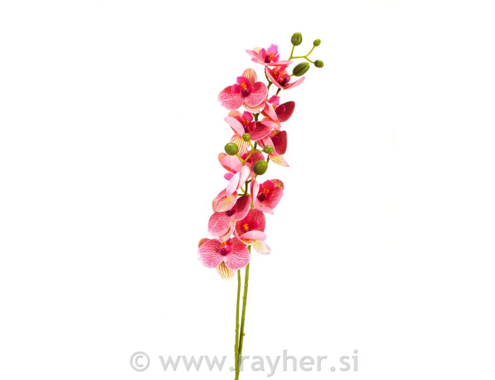 Orhideja, 60cm, roza