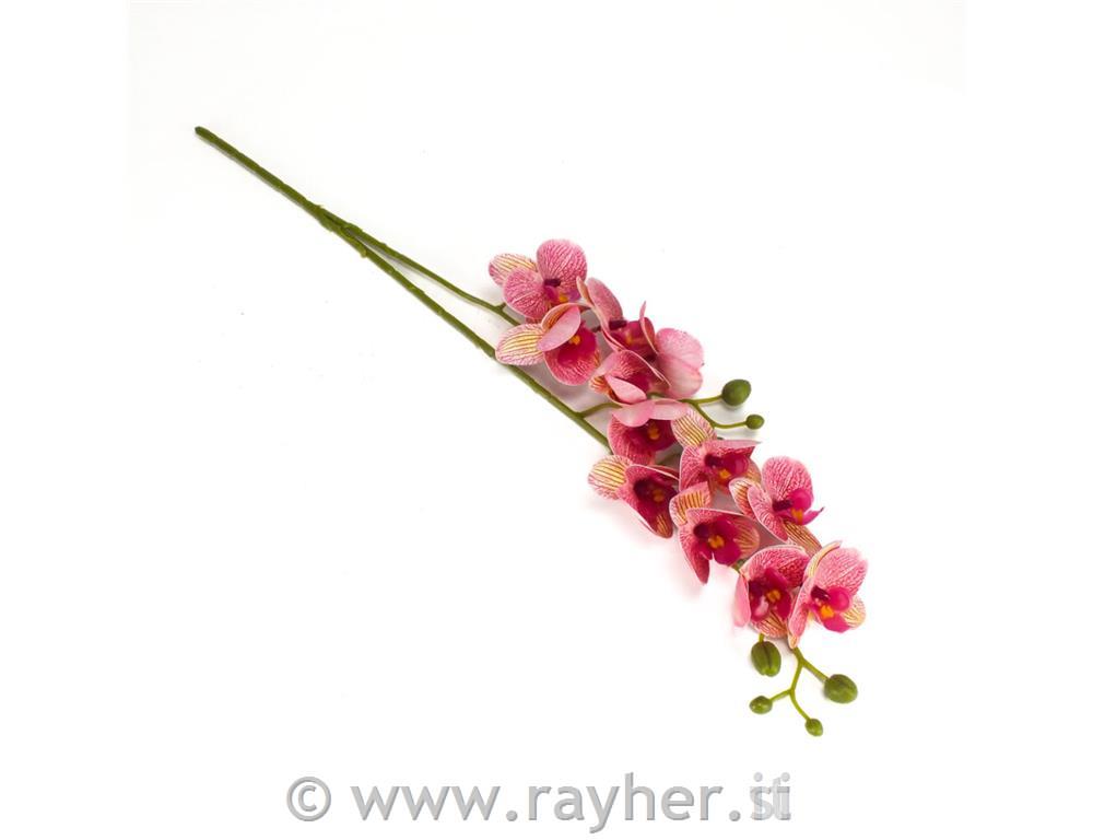 Orhideja, 60cm, roza