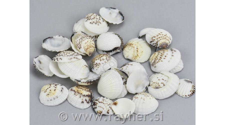 Školjke, odprte, pisane, 2-3cm, 10dkg