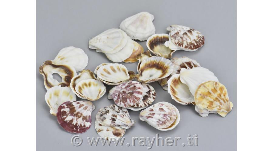 Školjke, 3-4cm, 10dkg
