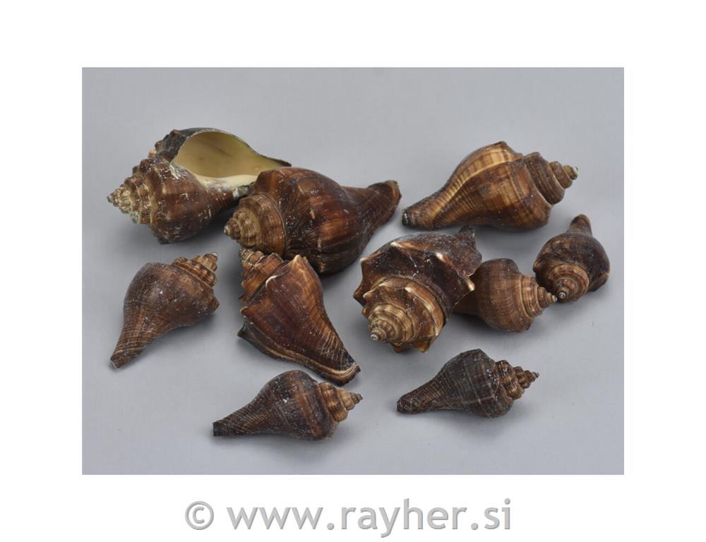 Školjke, 4,5-7cm, 10dkg
