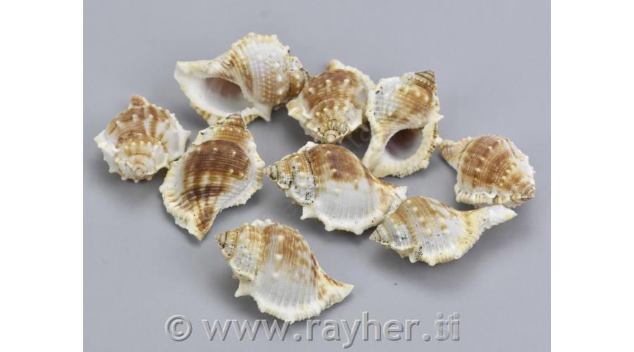 Školjke klasične, velike, 5-6cm, 10dkg