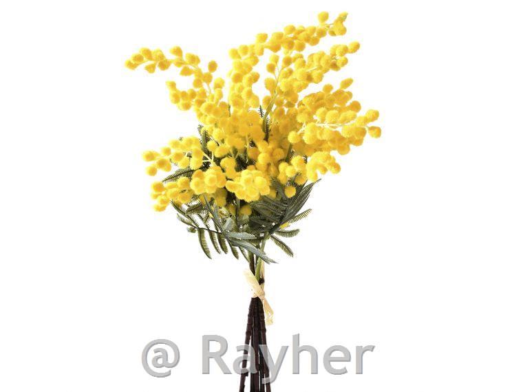 Mimosa 40cm