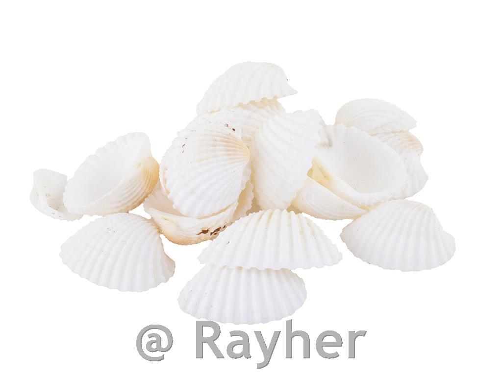 Dagnje, prirodne/bijele, 300gr