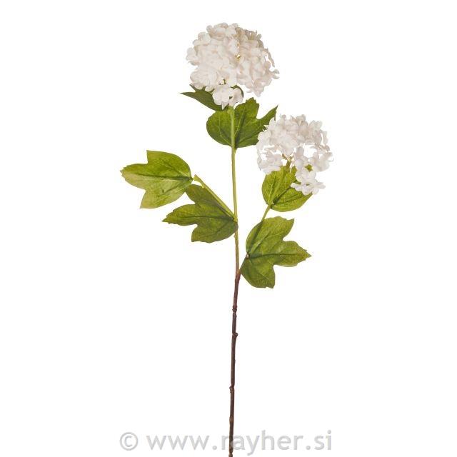 Hortensia, bijela